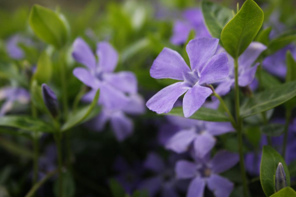 Vinca minor 'Purple' from Hickory Hollow Nursery and Garden Center in Tuxedo Park, NY 10987